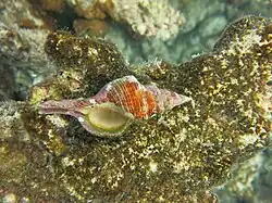 Une conque tulipe filamenteuse (Filifusus filamentosus)