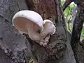 Pleurotus dryinus