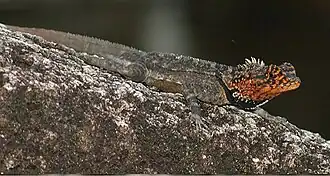 Description de l'image Plica rayi male in breeding coloration - ZooKeys-355-049-g010.jpg.