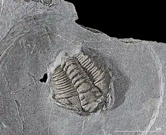 Description de cette image, également commentée ci-après