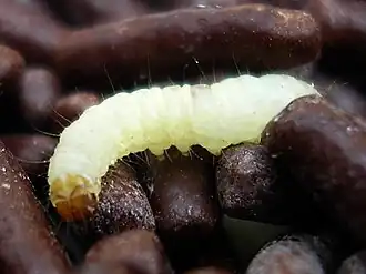 Description de l'image Plodia interpunctella lrv 79.jpg.