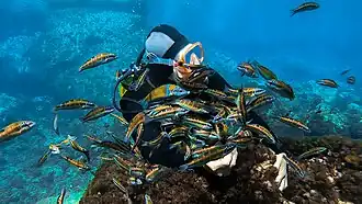 Thalassoma pavo à Oran en Algérie