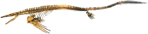 Squelette reconstruit de Plotosaurus
