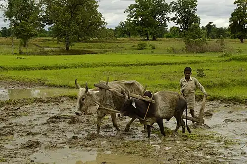 Labour d'une rizière avec un araire tiré par des bœufs en Madhya Pradesh, Inde, 2012.