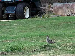 Photographie d'un Pluvier fauve sur une pelouse, avec en arrière-plan un véhicule.