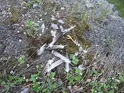 Plumes éparses et serre démembrée sur l'herbe