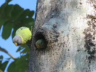 Perruches à tête prune femelles
