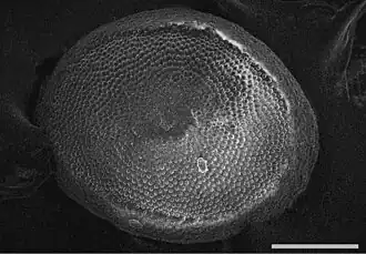 Description de l'image Plumatella geimermassardi (10.3897-zookeys.774.21769) Figure 3.jpg.