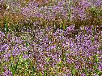 Description de l'image Plumbaginaceae - Limonium narbonense-002.JPG.