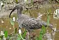 Ibis plombé (Mato Grosso, Brésil)