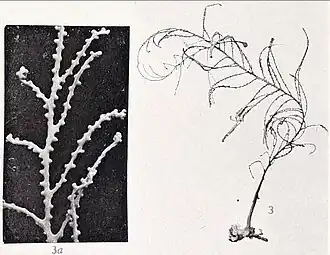 Description de l'image Plumigorgia hydroides in Nutting 1910.jpg.