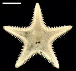 Plutonaster bifrons