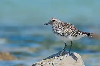 Photographie d'un oiseau à la tête et au dos rayés de marron et blanc et au ventre blanc, posé sur un rocher.