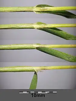 Gaine foliaire, ligule, début du limbe.