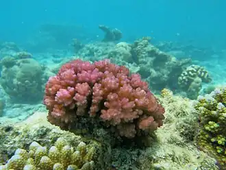 Corail verruqueux (Pocillopora damicornis)