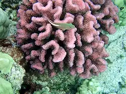 Paracirrhites arcatus