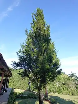 Podocarpus angustifolius&nbsp;(en), espèce endémique