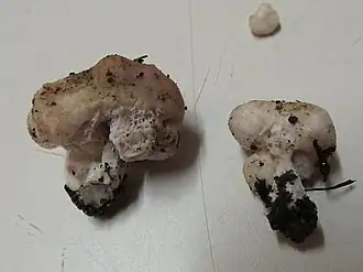 Description de l'image Podohydnangium australe 332294.jpg.