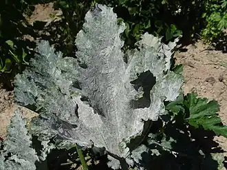 Description de cette image, également commentée ci-après