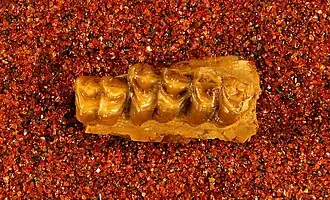 Description de l'image Poebrodon kayi Gazin, 1955.jpg.