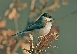 Petit oiseau rondouillard perché dans un buisson, ressemblant énormément à la Mésange nonnette