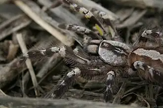 Description de cette image, également commentée ci-après