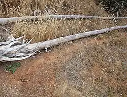 Traces le long d'une branche morte de yucca.