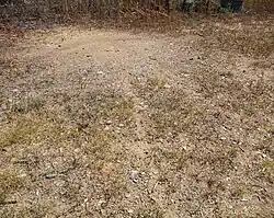 Traces vers l'entrée d'un nid.