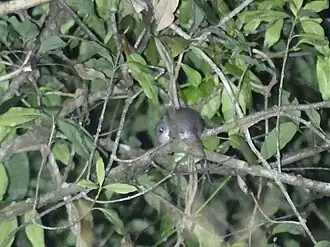 Description de l'image Pogonomys macrourus 33038053.jpg.