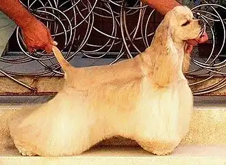 Cocker américain.