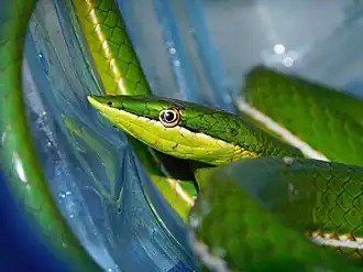 Description de l'image Pointed Snake imported from iNaturalist photo 176476978 on 9 January 2023.jpg.