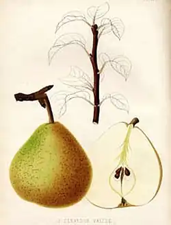 Dessin représentant une poire en coupe.