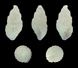 Polemicella polemica