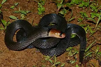 Description de l'image Polemon collaris 112479726.jpg.