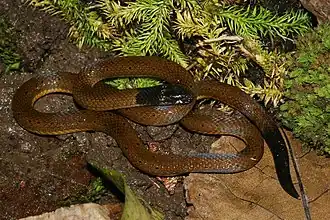 Description de l'image Polemon notatus.jpg.