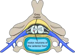 Schéma d'une coupe latérale d'une vertèbre