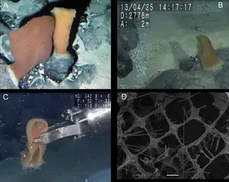 Poliopogon amadou (Pheronematidae)