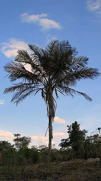 Description de cette image, également commentée ci-après