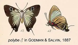 Description de l'image PolybeLinnaeusInGodSalv1887.jpg.