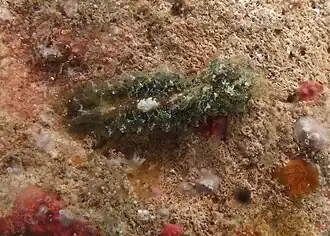 Polybranchia orientalis.