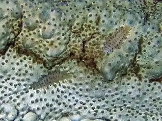 Deux vers polychètes de la famille des Polynoidae présents sur une holothurie Thelenota anax, comme parasites ou symbiotes.