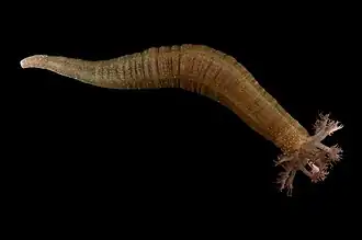 Polycheira rufescens.