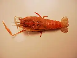 Polycheles sculptus, de la famille des Polychelida.