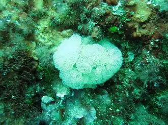 Description de l'image Polyclinum aurantium.jpg.