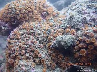 Description de l'image Polycyathus chaishanensis (1).jpg.