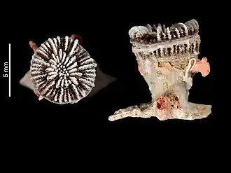 Description de l'image Polycyathus octuplus (MNHN-IK-2009-1807).jpeg.