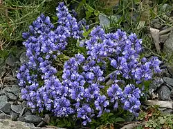 Vue d'une petite plantes aux nombreuse fleurs bleues.