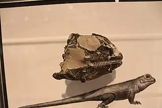 Un crâne de Polyglyphanodon exposé à l'exposition "Les Derniers Dinosaures Américains" du Musée national d'histoire naturelle du Smithsonian.