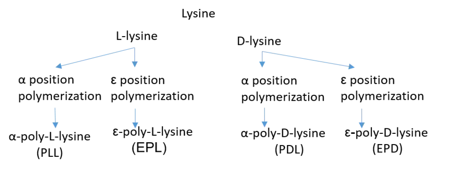 Différents types de polylysines.