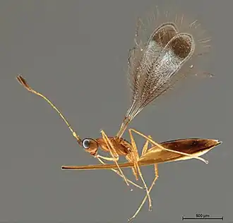 Description de l'image Polynema sagittaria (10.3897-zookeys.783.26872) Figure 1A.jpg.